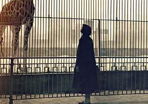 加拿大纪录片《爱长颈鹿的女人》高清英语中文字幕