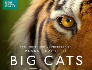 BBC纪录片之《大猫(Big Cats)》1-3集英语中文字幕高清合集