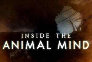 BBC纪录片之《动物心智揭秘》1-3集英语中文字幕超清合集