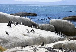 BBC纪录片之《企鹅岛》1-6集英语中文字幕高清合集