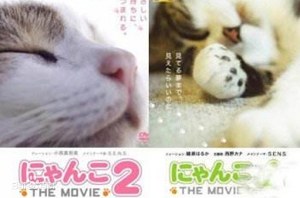 日本高评分纪录片《猫咪物语》1-5部日语外挂中字幕高清合集