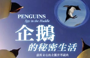 BBC纪录片之《企鹅群里有特务》1-5集英语中文字幕超清合集