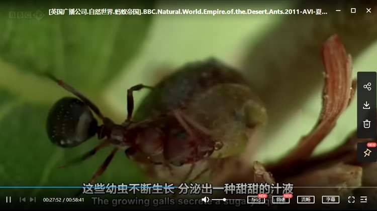 BBC纪录片之《沙漠蚂蚁帝国》高清英语中文字幕