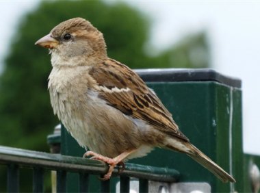 早知人间皆是苦 (Live合唱版) / 歌手:恋特特 歌曲MP3下载