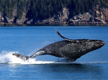 金陵新亭背景 李白《金陵新亭》原文及翻译注释