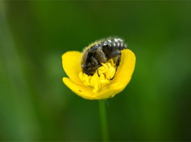 采薇节选 译文 《采薇(节选)》原文及翻译注释
