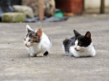 爱江山更爱美人 (Live) / 歌手：周华健 歌曲百度网盘下载