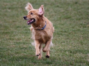 谢尔丹学院申请条件介绍 谢尔丹理工学院