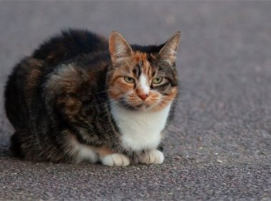 深海回响 (电竞少女版) / 歌手:小缓 歌曲百度网盘下载