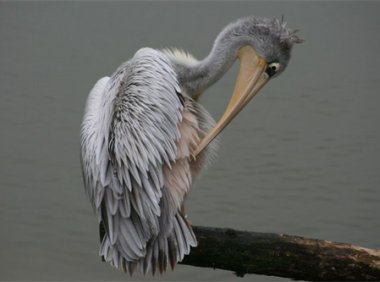 萱草花 / 歌手:哈迷 歌词/歌曲/MV下载