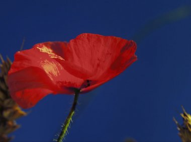 ForsensesII-TimberLounge2011[BDMV17.5GB] MV百度网盘下载